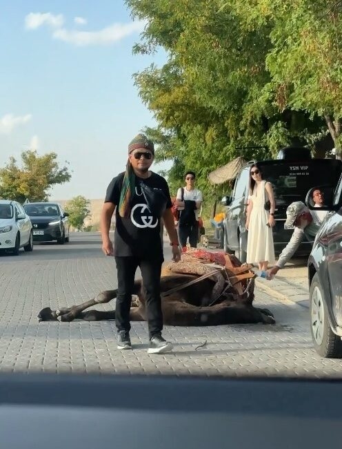 Türkiye’nin önemli turizm bölgelerinden olan Kapadokya’da, iş yüküne dayanamayan deve