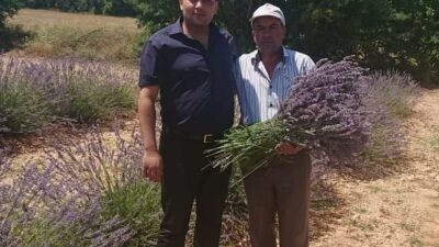 Afyonkarahisar’da lavanta üretiminde önemli bir yere sahip olan Dazkırı ilçesinde