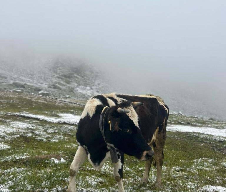 Mevsimin ilk karı, Artvin ve Rize’nin yüksek kesimlerine düştü.  