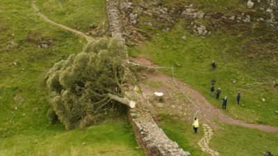 16 yaşındaki bir çocuk, İngiltere’nin dünyaca ünlü Sycamore Gap ağacını
