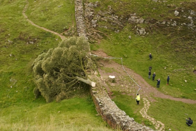 16 yaşındaki bir çocuk, İngiltere’nin dünyaca ünlü Sycamore Gap ağacını