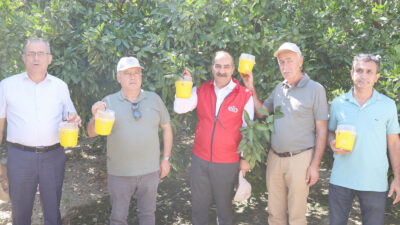 Narenciye ürünleri zararlısı Akdeniz meyve sineği ile kimyasal mücadele yerine