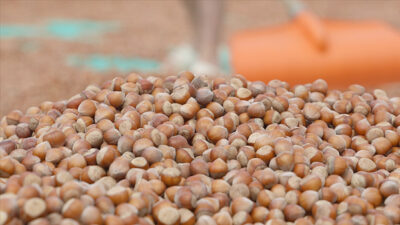 Dünya fındık üretim ve pazarının önemli kısmını elinde bulunduran Türkiye,