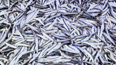 Türkiye’den yılın ocak-ağustos döneminde yapılan hamsi ihracatının tutarı geçen yılın