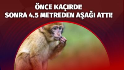 Hindistan’da bir maymun, kaçırdığı 4 aylık bebeği evin çatısından aşağı