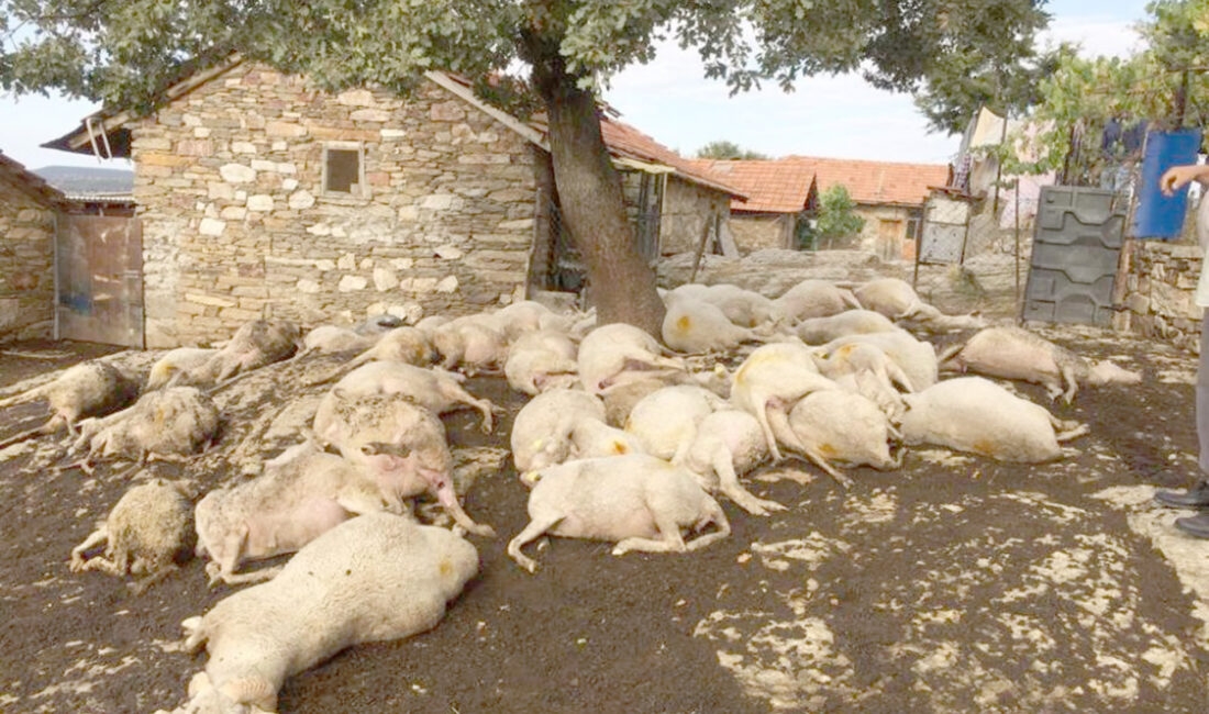Manisa’nın Selendi ilçesinde yıldırım isabet eden ağacın altındaki 48 küçükbaş