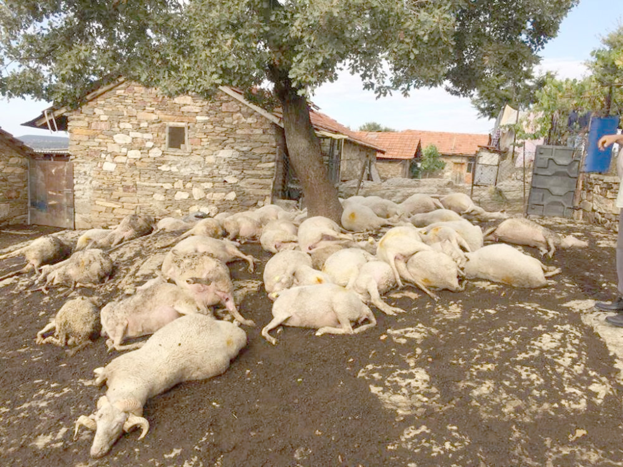Manisa’nın Selendi ilçesinde yıldırım isabet eden ağacın altındaki 48 küçükbaş