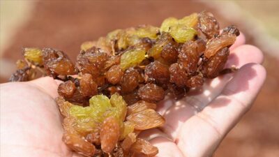 Türkiye’nin 2022/23 sezonu 1 Eylül 2022 tarihinde başlayan çekirdeksiz kuru