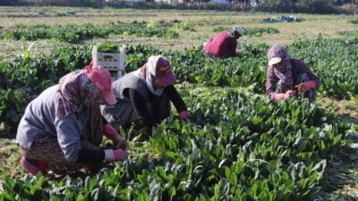İzmir’in Menemen ilçesinde binlerce dönüm tarlada ekili erkenci ıspanağın hasadı