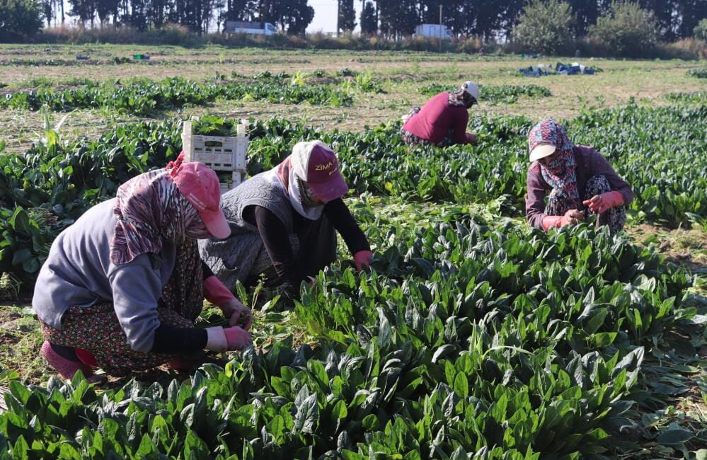 İzmir’in Menemen ilçesinde binlerce dönüm tarlada ekili erkenci ıspanağın hasadı