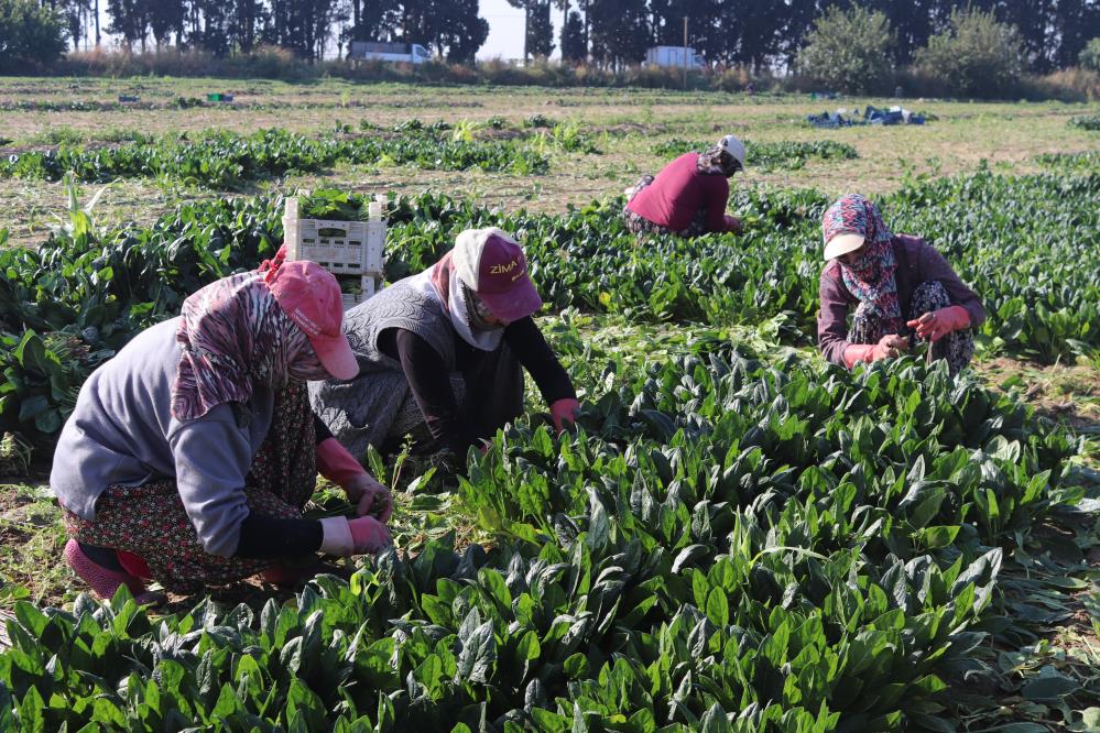 İzmir’in Menemen ilçesinde binlerce dönüm tarlada ekili erkenci ıspanağın hasadı
