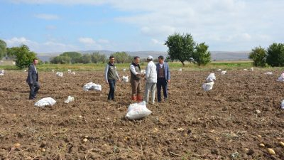 Türkiye’de patates üretiminde önemli bir yere sahip olan Afyonkarahisar’ın Şuhut ilçesinde