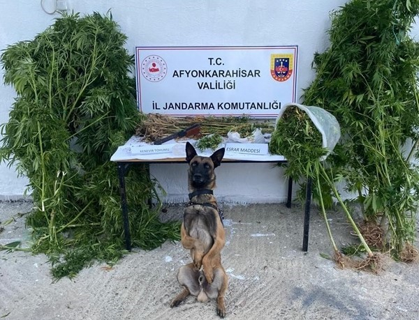 Afyonkarahisar’da kenevir hasadı yapan bir şahıs jandarma tarafından suçüstü yapıldı.