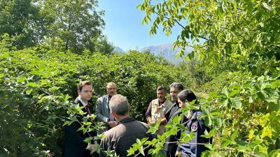 Afyonkarahisar Sultandağı Kaymakamı Tunahan Nas ilçedeki elma hasadına katılıp ardından