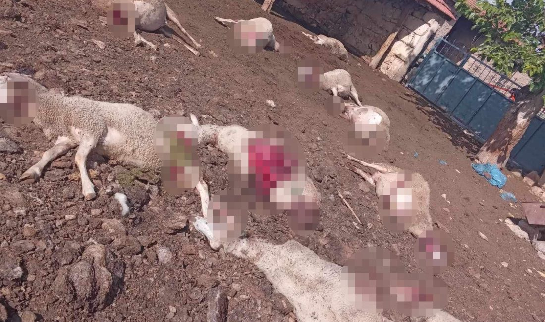 Afyonkarahisar’da ağıla gire kurtlar 13 koyunu telef ederken 3’ü ise
