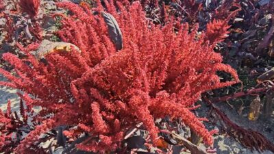 Türkiye’de ilk kez 2020 yılında Afyonkarahisar’da ekilen ve yağı kozmetik sanayiinde