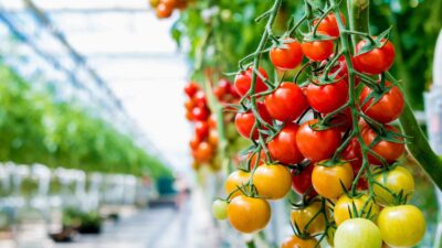 Son yıllarda sayıları hızla artan jeotermal seralar ise enerji maliyetlerini