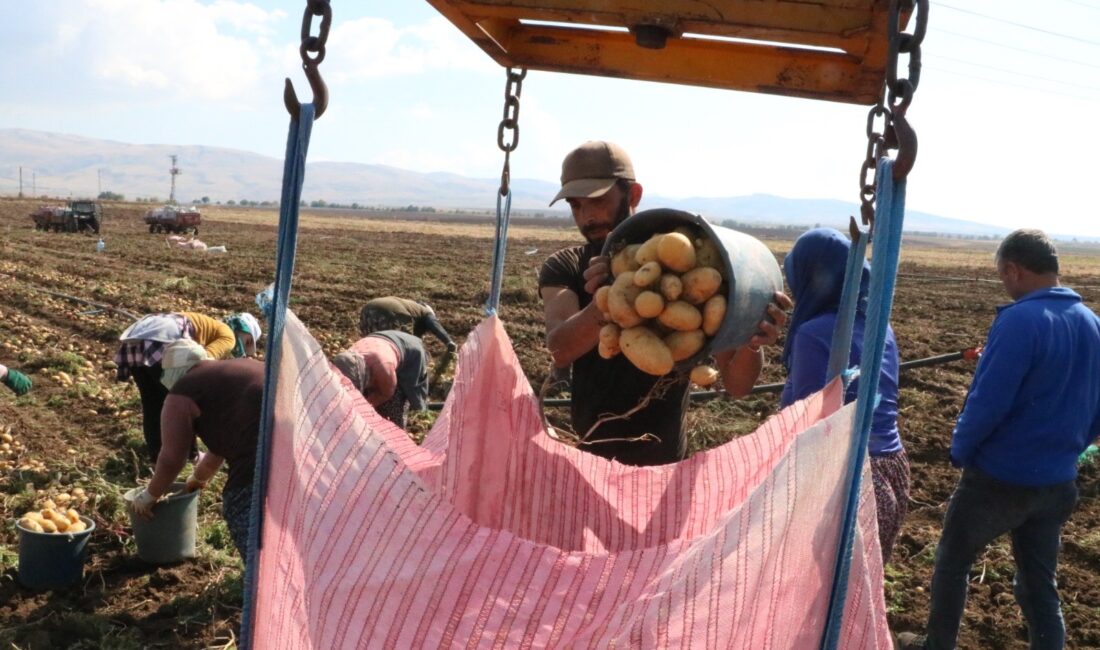 Afyonkarahisar’ın Sandıklı ilçesinde temmuz ayında başlayan patates hasadının sonuna yaklaşılırken,