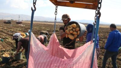 Afyonkarahisar’ın Sandıklı ilçesinde temmuz ayında başlayan patates hasadının sonuna yaklaşılırken,