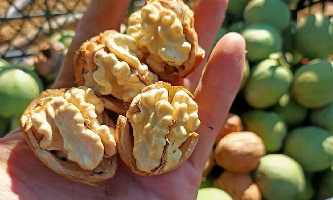 Afyonkarahisar’ın Dinar ilçesinde 5 bin dekarlık bir alanda yetiştirilen cevizin