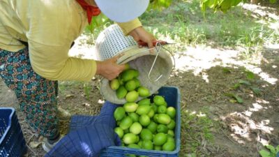 Türkiye’nin önemli turizm merkezlerinden birisi olan Ortaca’nın dünyaca ünlü narenciyeleri