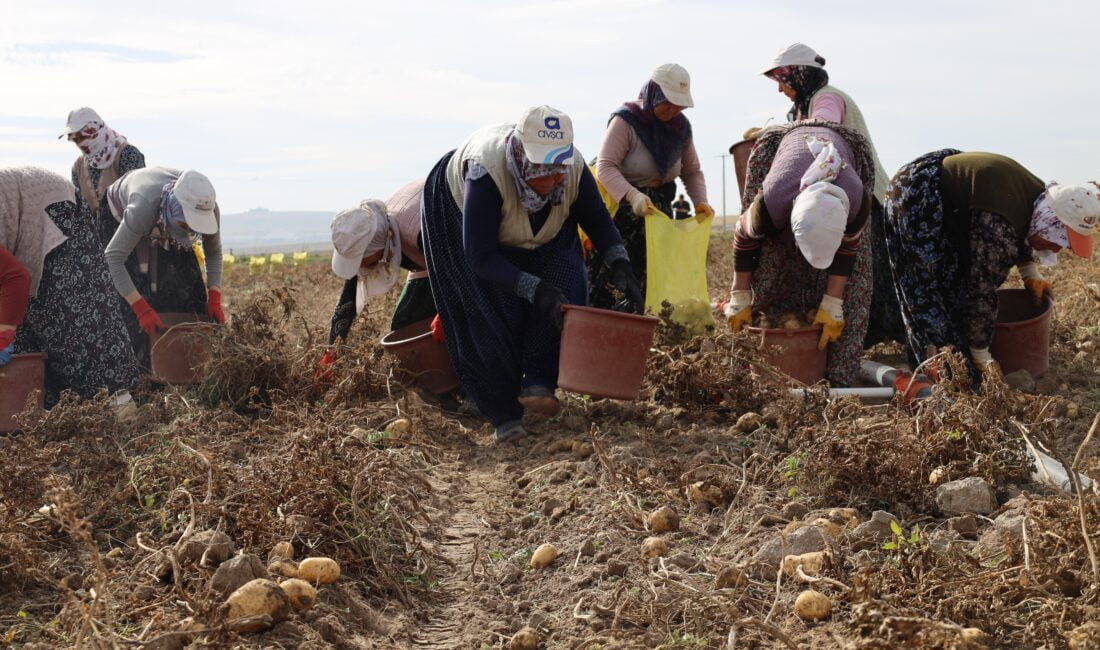 Türkiye’de patates üretimi önemli bir yere sahip Afyonkarahisar’da kışlık patates hasadı