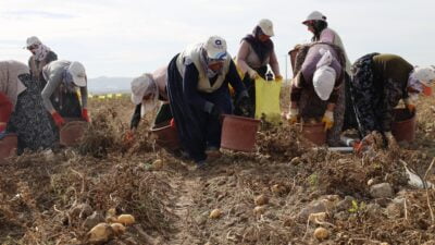 Türkiye’de patates üretimi önemli bir yere sahip Afyonkarahisar’da kışlık patates hasadı