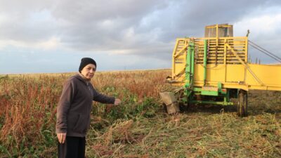 Afyonkarahisar’ın Sandıklı ilçesinde şeker pancarı hasadı başladı. Üreticiler alımların yavaş