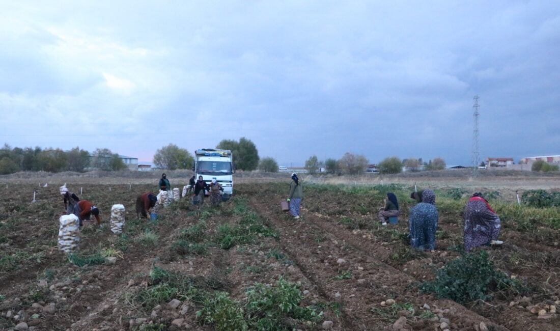 Afyonkarahisar’ın Sandıklı ilçesinde ikinci dönem ekilen patateste hasat döneminin sonuna
