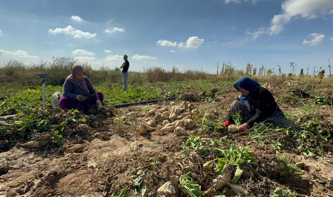 Pancar söküm sezonu sürüyor Afyonkarahisar’da şeker pancarı hasadı devam ederken, makine olmayan bölgelerde pancarların