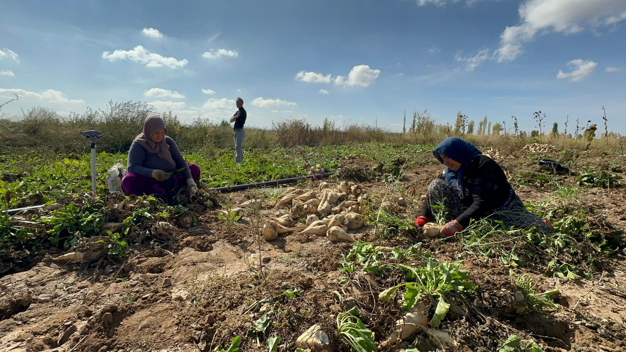 Afyonkarahisar’da şeker pancarı hasadı devam ederken, makine olmayan bölgelerde pancarların