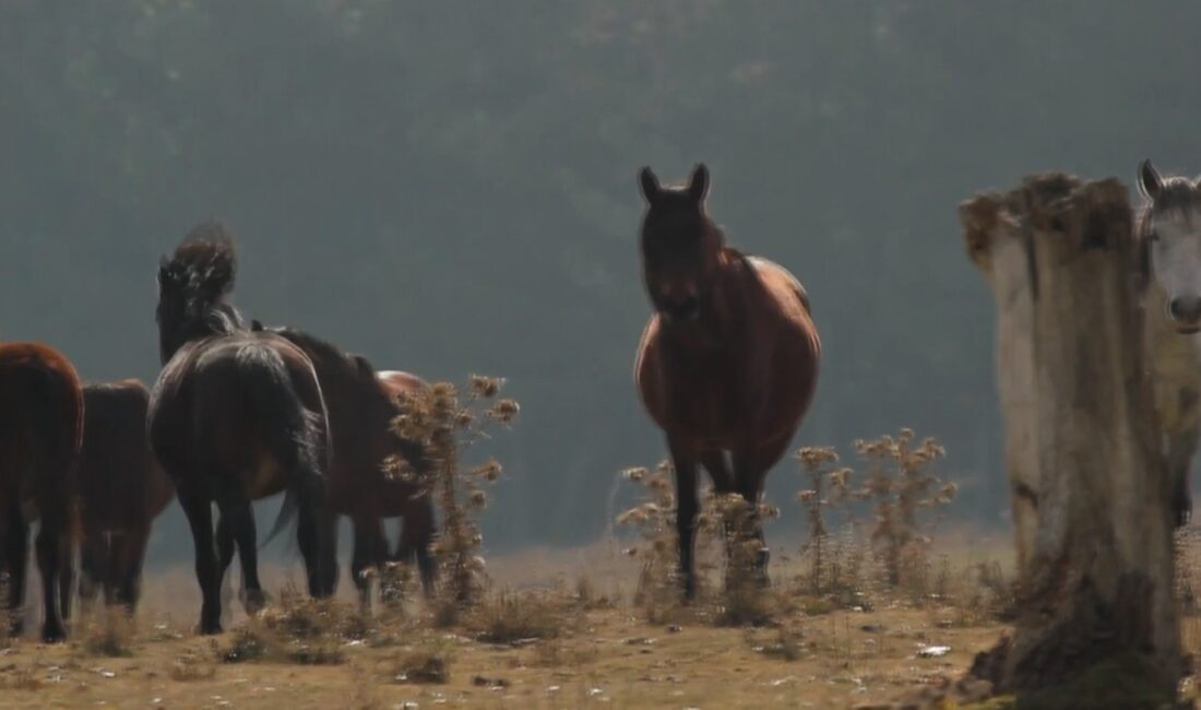 Afyonkarahisar’ın farklı noktalarında dron ile yılkı atlarının 4 mevsim çekilen