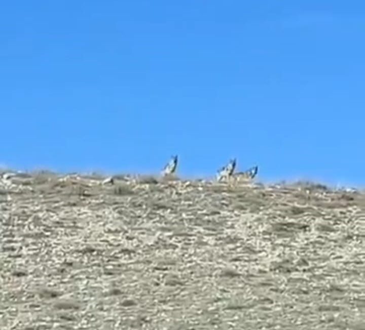 Afyonkarahisar’da koyun sürüsüne saldırmaya hazırlanan kurtlar çiftçilerin zamanında müdahalesi ile