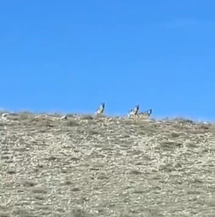 Afyonkarahisar’da koyun sürüsüne saldırmaya hazırlanan kurtlar çiftçilerin zamanında müdahalesi ile