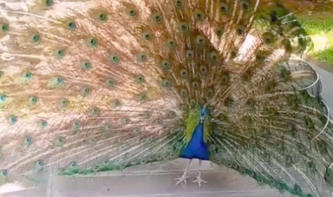   Tokat’ın Niksar ilçesinde emekli bir öğretmenin bahçesinde baktığı tavus