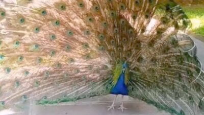   Tokat’ın Niksar ilçesinde emekli bir öğretmenin bahçesinde baktığı tavus