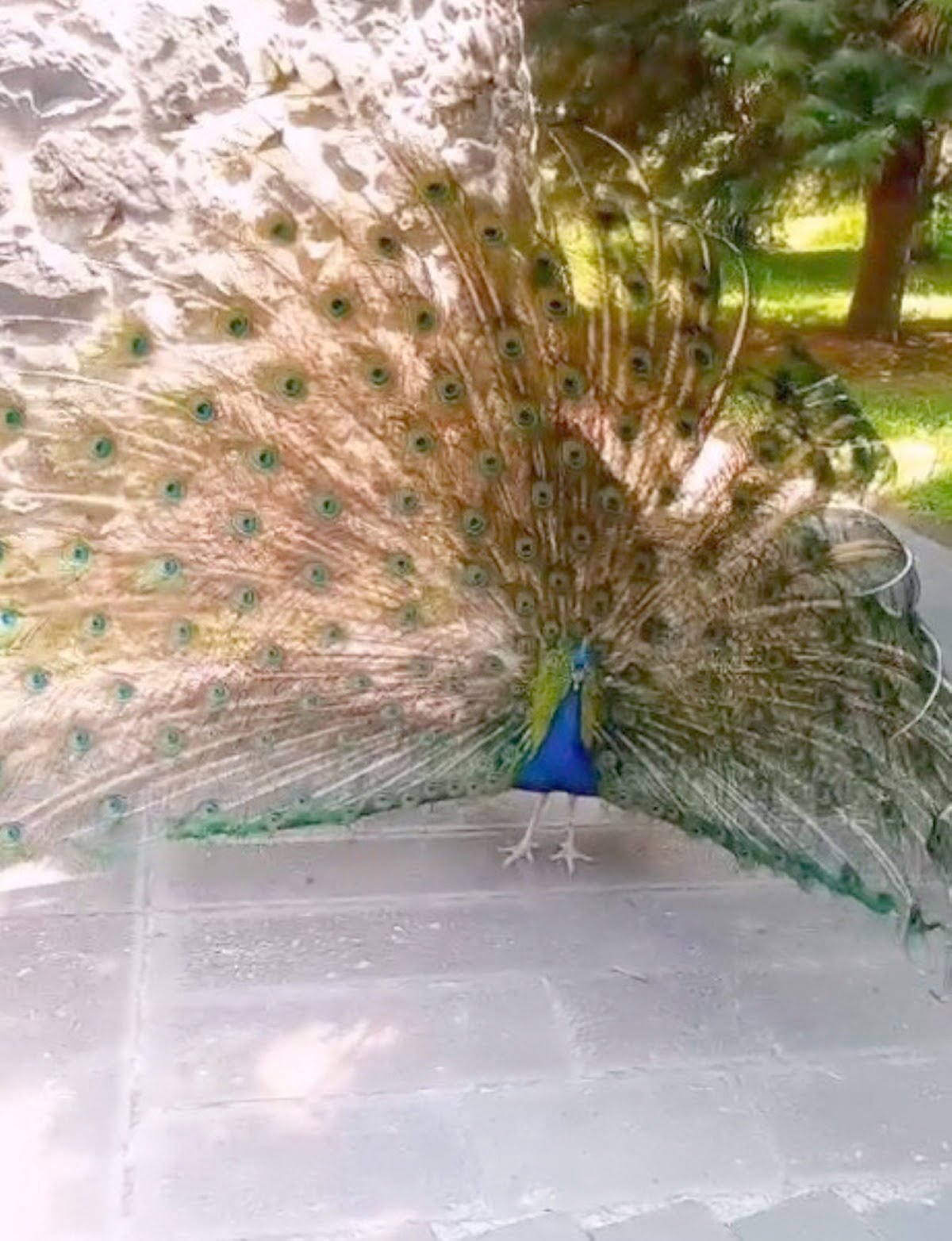   Tokat’ın Niksar ilçesinde emekli bir öğretmenin bahçesinde baktığı tavus