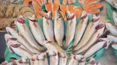 Dünya, Türk levreğini ve çipurasını taze talep ederken, Türk somonu