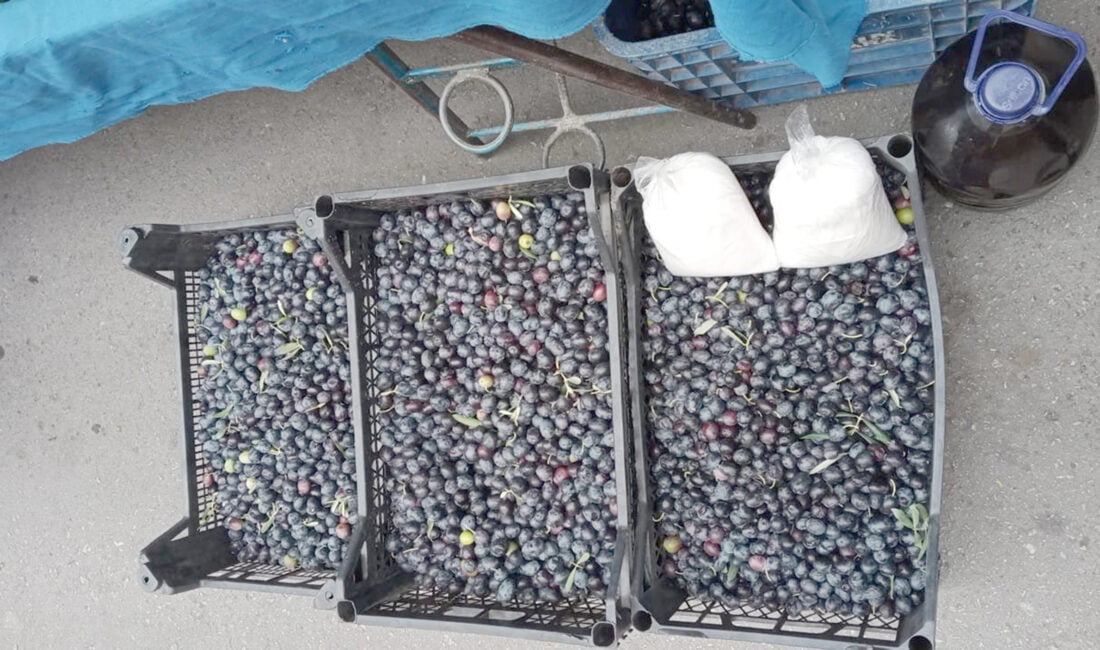 Eskişehir’de hava sıcaklıklarından kaynaklı zeytin rekoltesinde düşüş yaşanırken, üretici Erdem