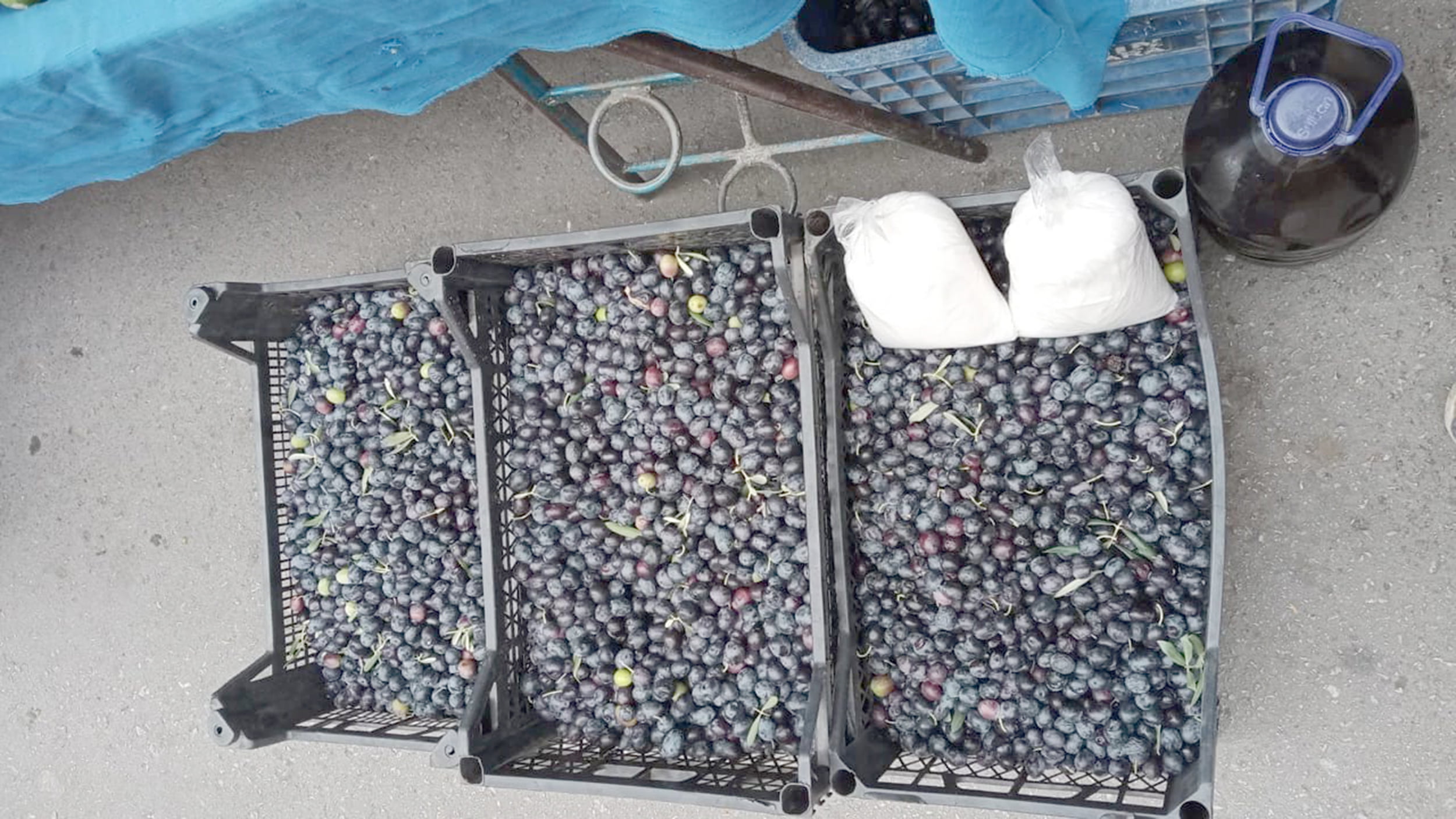 Eskişehir’de hava sıcaklıklarından kaynaklı zeytin rekoltesinde düşüş yaşanırken, üretici Erdem