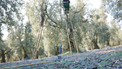 Ürün alımlarına 24 Ekim’de başlayan Marmarabirlik, ortaklara ikinci dilim olarak