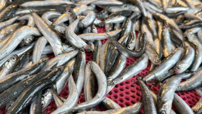 Karadeniz’de avlanma sezonu devam ederken, havaların sıcak seyretmesi sebebiyle hamsi