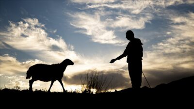 Tarım ve Orman Bakanlığı, destek projeleriyle ülkede büyükbaş ve küçükbaş