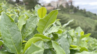 Ruhsatlı üreticilere 2023 yılı yaş çay ürünü için yapılacak fark