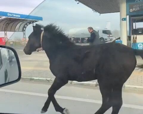 Bursa’da trafikte koşturan başıboş tay vatandaşlar tarafından kaydedildi. Adeta araçlarla