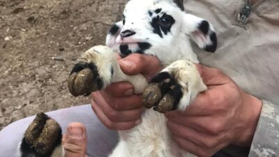 Tokat’ta geçtiğimiz günlerde çift başlı buzağının doğduğu köyde daha önce