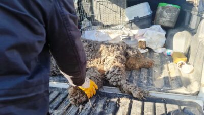 Kütahya’nın Domaniç ilçesinde yerleşim yerine yakın bir bölgede yaralı halde