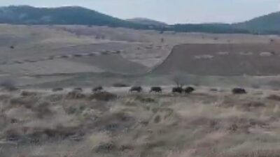 Afyonkarahisar’da domuz sürüsü ile karşılaşan orman muhafaza memurlarının yöresel şive