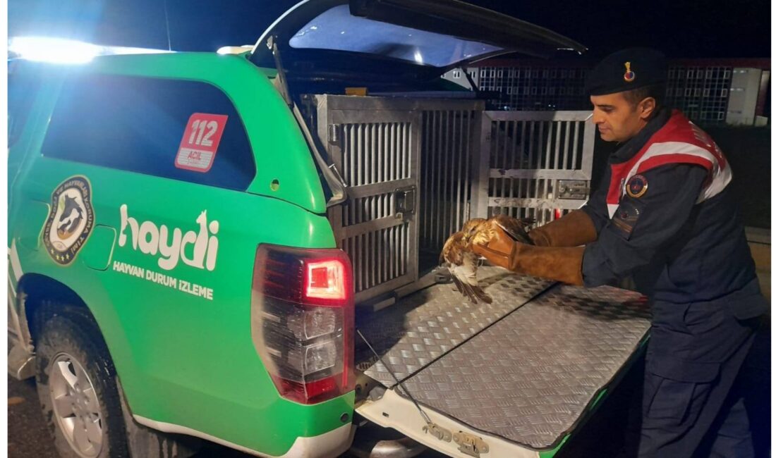 Afyonkarahisar’da devriye gezen jandarma ekipleri yaralı halde bulduğu Kızıl Şahin’i
