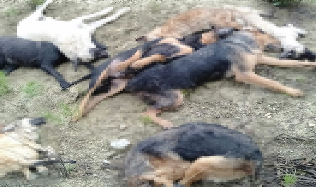 Bilecik’te 14 köpeğin ölümüyle ilgili tutuklanan 4 kişi adli kontrol